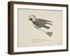 Raven Flying On a Broom, Nonsense Botany Animals and Other Poems Written and Drawn by Edward Lear-Edward Lear-Framed Giclee Print