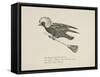 Raven Flying On a Broom, Nonsense Botany Animals and Other Poems Written and Drawn by Edward Lear-Edward Lear-Framed Stretched Canvas