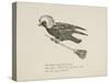 Raven Flying On a Broom, Nonsense Botany Animals and Other Poems Written and Drawn by Edward Lear-Edward Lear-Stretched Canvas