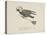 Raven Flying On a Broom, Nonsense Botany Animals and Other Poems Written and Drawn by Edward Lear-Edward Lear-Stretched Canvas