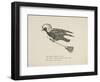 Raven Flying On a Broom, Nonsense Botany Animals and Other Poems Written and Drawn by Edward Lear-Edward Lear-Framed Giclee Print