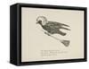 Raven Flying On a Broom, Nonsense Botany Animals and Other Poems Written and Drawn by Edward Lear-Edward Lear-Framed Stretched Canvas