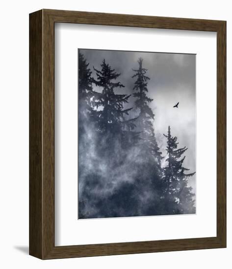 Raven, Glacier Bay National Park, Alaska-Art Wolfe-Framed Art Print