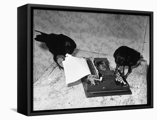 Raven Typing His Own Name of on the Typewriter-Peter Stackpole-Framed Stretched Canvas
