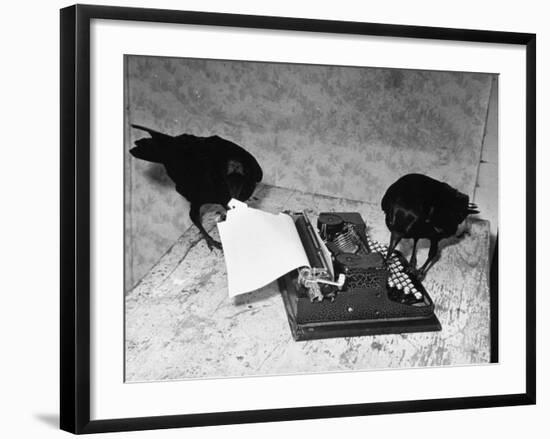 Raven Typing His Own Name of on the Typewriter-Peter Stackpole-Framed Photographic Print