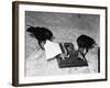 Raven Typing His Own Name of on the Typewriter-Peter Stackpole-Framed Photographic Print