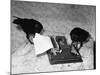 Raven Typing His Own Name of on the Typewriter-Peter Stackpole-Mounted Photographic Print