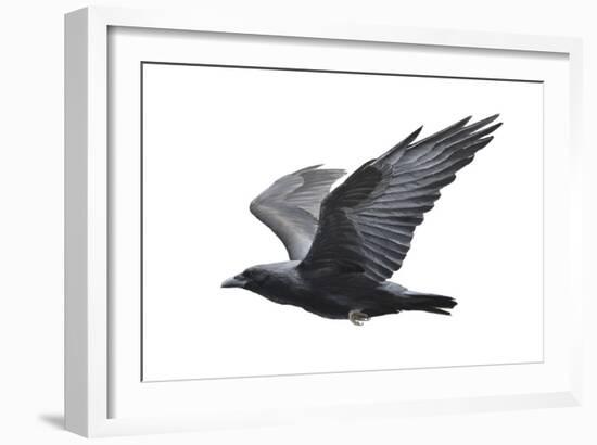 Raven-Todd Telander-Framed Art Print