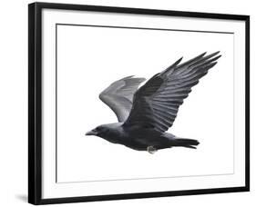 Raven-Todd Telander-Framed Art Print