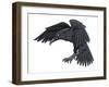 Raven-FunWayIllustration-Framed Art Print