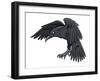 Raven-FunWayIllustration-Framed Art Print