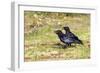 Raven-null-Framed Photographic Print