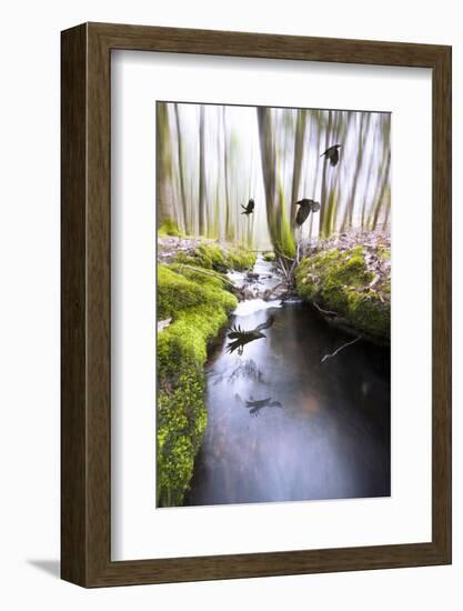 Raven-Viviane Fedieu Daniel-Framed Photographic Print