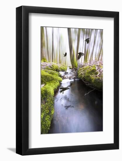 Raven-Viviane Fedieu Daniel-Framed Photographic Print