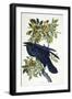 Raven-John James Audubon-Framed Giclee Print