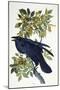 Raven-John James Audubon-Mounted Giclee Print