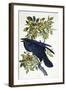 Raven-John James Audubon-Framed Giclee Print