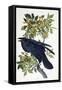 Raven-John James Audubon-Framed Stretched Canvas