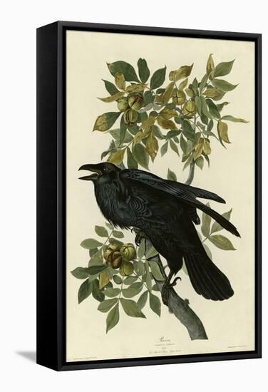Raven-null-Framed Stretched Canvas