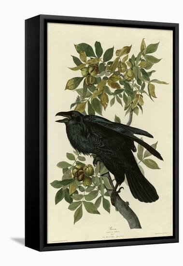 Raven-null-Framed Stretched Canvas