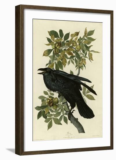 Raven-null-Framed Giclee Print