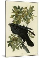 Raven-null-Mounted Giclee Print