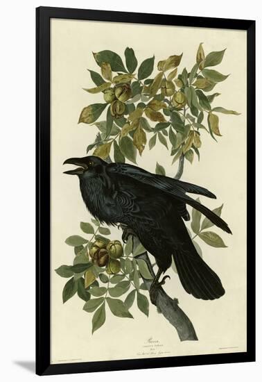 Raven-null-Framed Giclee Print