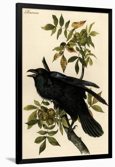 Raven-John James Audubon-Framed Art Print