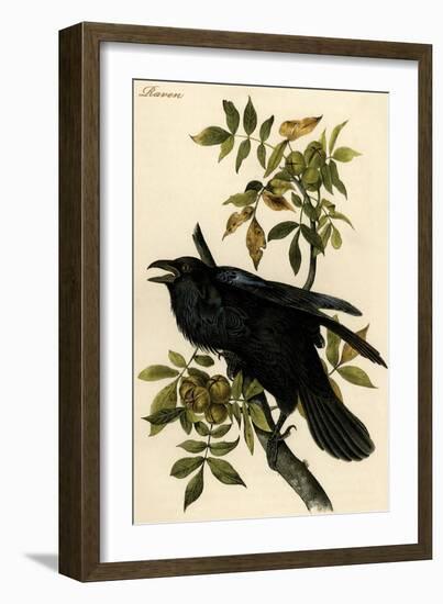 Raven-John James Audubon-Framed Art Print