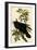 Raven-John James Audubon-Framed Art Print