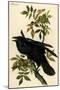 Raven-John James Audubon-Mounted Art Print