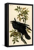 Raven-John James Audubon-Framed Stretched Canvas