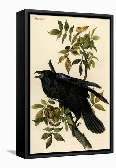 Raven-John James Audubon-Framed Stretched Canvas