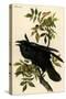 Raven-John James Audubon-Stretched Canvas