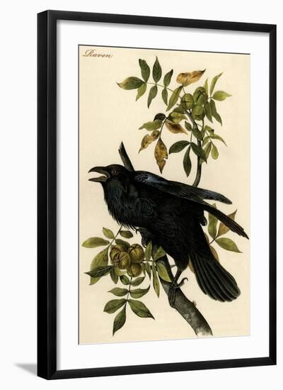 Raven-John James Audubon-Framed Art Print