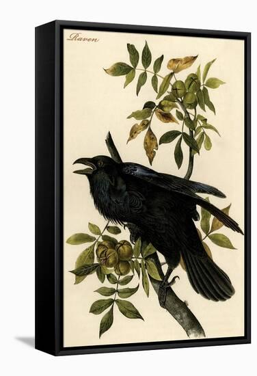 Raven-John James Audubon-Framed Stretched Canvas
