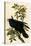 Raven-John James Audubon-Stretched Canvas