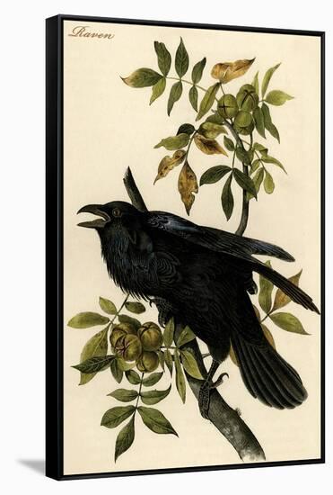 Raven-John James Audubon-Framed Stretched Canvas