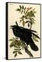 Raven-John James Audubon-Framed Stretched Canvas