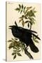 Raven-John James Audubon-Stretched Canvas