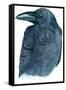 Raven-Jeannine Saylor-Framed Stretched Canvas