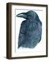 Raven-Jeannine Saylor-Framed Art Print