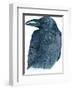 Raven-Jeannine Saylor-Framed Art Print