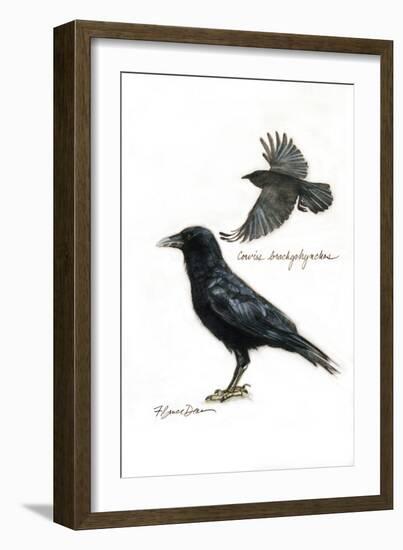 RAVEN-BRUCE DEAN-Framed Art Print