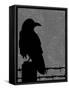 Raven-Joanne Paynter Design-Framed Stretched Canvas