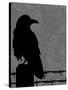 Raven-Joanne Paynter Design-Stretched Canvas