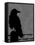 Raven-Joanne Paynter Design-Framed Stretched Canvas