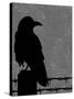 Raven-Joanne Paynter Design-Stretched Canvas