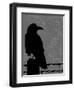 Raven-Joanne Paynter Design-Framed Premium Giclee Print