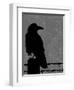 Raven-Joanne Paynter Design-Framed Premium Giclee Print